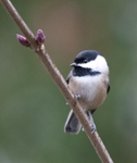 Black-capped Chickadee