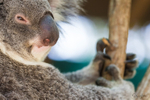Koala Bear 7