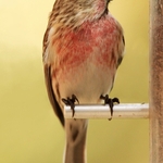 Lesser Redpoll