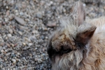 Furry