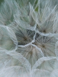 Goat's Beard Clock, Centre