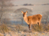 Red Deer Hind