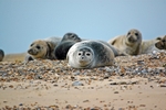Common Seals
