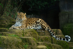 Amur Leopard - Esra