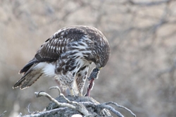 Red-tailed Hawk portfolio