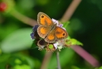 Gatekeeper