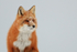 Red Fox portrait, Churchill, Canada