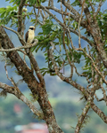 Laughing Falcon calling from tree, San Miguel, Costa Rica