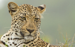 Leopard portrait