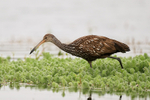 Limpkin looking for food, Florida, USA