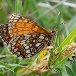 Heath fritillary (Melitaea athalia)