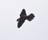 Hobby banking in flight at Otmoor RSPB