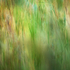 3rd July Summer Grasses