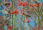 Waxwings