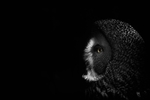 Great Grey Owl -RLP_5884