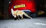 Urban Fox in Bristol street