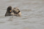Yellow-billed Teal, front view, Sea Lion Island, Falklands