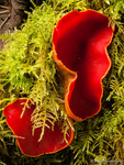 Elfcup fungi (02)