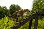 Amur Tiger - Tatana