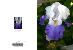 006 Bearded Iris