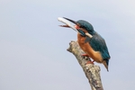 Kingfisher Alcedo Atthis013