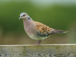 Turtle Dove on fence, Otmoor RSPB