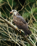 Snail Kite with snail, Panama