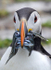 Puffin with Sand eels