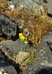 Arctic Buttercup 7322