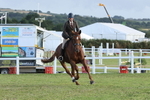 Working Hunter Championship portfolio