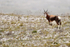 Blesbok, Cape Peninsula, South Africa