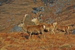 Red Deer