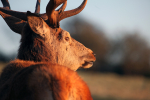 Red Deer _ AGTO138