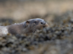 Otter - Lutra lutra