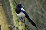 Magpie