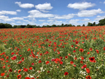 Poppy Fields - Warwickshire