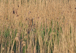 Bittern