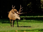 Red Deer