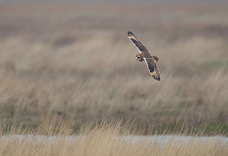 Short Eared Owl