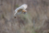 Barn Owl Hovering   ref 9025