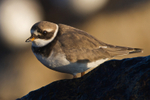 Ringed Plover portfolio