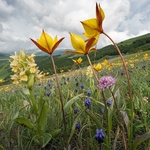 Wild Tulips (Tulipa sylvestris subsp autralis.  also T. australis) with yellow Elderflower orchid (Dactylorhiza sambucina) 