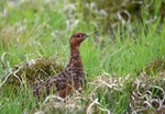 Red Grouse