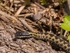 Adder