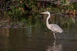 Great Blue Heron wading, Wakodahatchee Wetlands, Florida