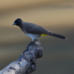 Dark-capped Bulbul portfolio