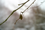 Snow - 04