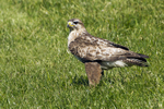 Buzzard
