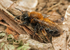 Andrena clarkella (f)
