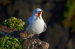 Kittiwake